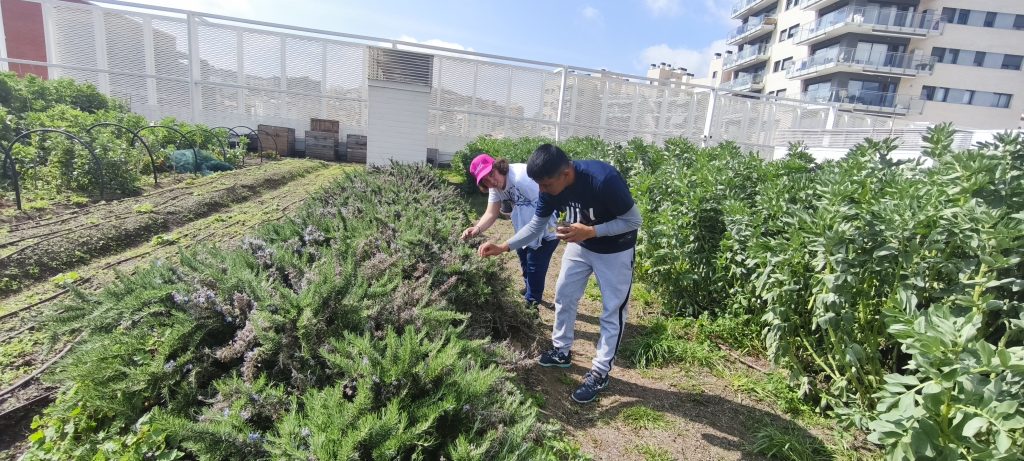 Horticultura terapèutica