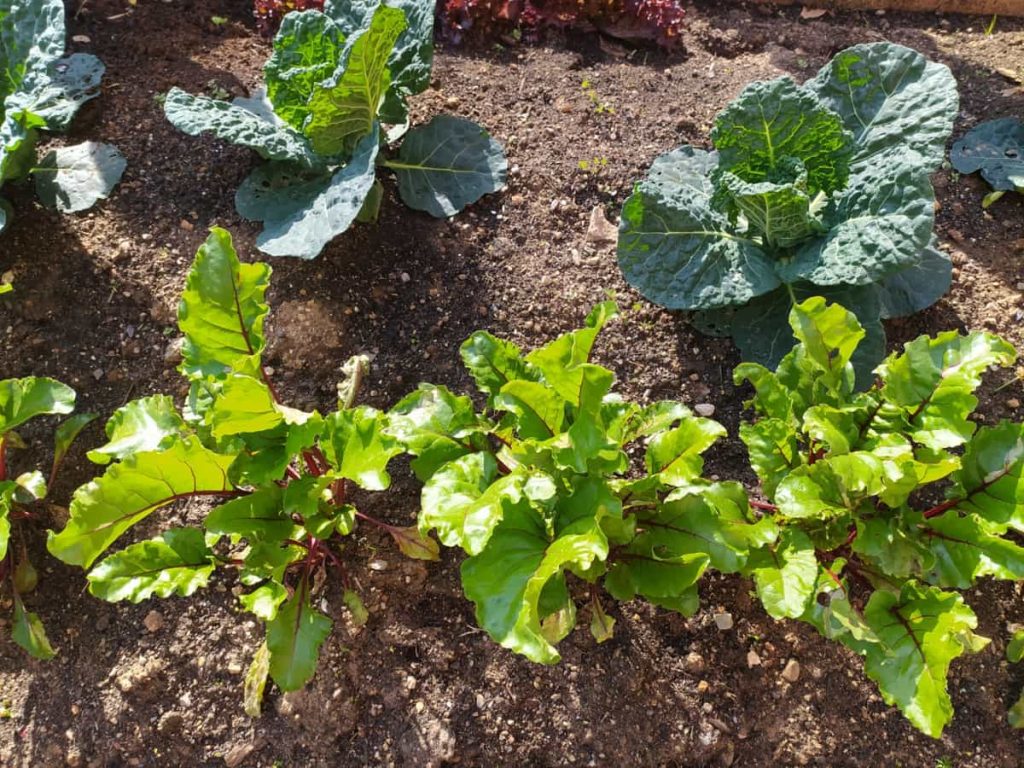 hort-urba-asproseat-millores